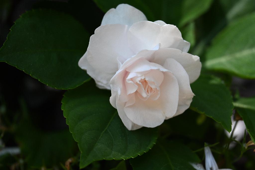 2025-08150092 Tower Hill Botanic Garden, MA.JPG - Gardenia (Gardenia jasminoides) or Cape Jasmine. New England Botanic Garden at Tower Hill, MA, 8-15-2025